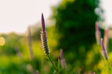 Fresh morning flowers and greenery captured in natural sunlight, creating a peaceful and refreshing atmosphere. Perfect for backgrounds, nature themes, freshness, and floral concepts.