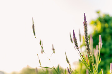Fresh morning flowers and greenery captured in natural sunlight, creating a peaceful and refreshing atmosphere. Perfect for backgrounds, nature themes, freshness, and floral concepts.
