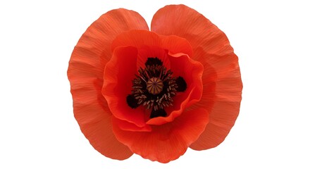Single red poppy flower close up