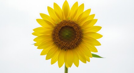 Single sunflower isolated