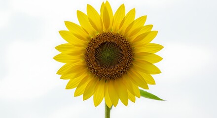Single sunflower centered