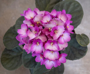 Blossoming deep blue purple colored african violet flower.