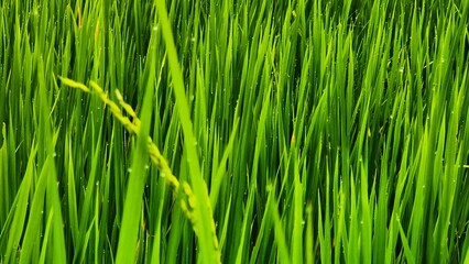 Milky rice in the rice terraces. Close up of young green rice grains with morning dew in a terraced paddy field, Fresh rice paddy in the morning with mountain background. Dewdrops cling to rice plants
