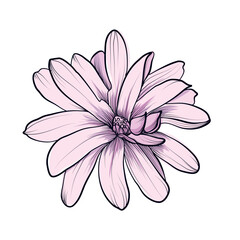 Single magnolia flower hand drawn vector illustration