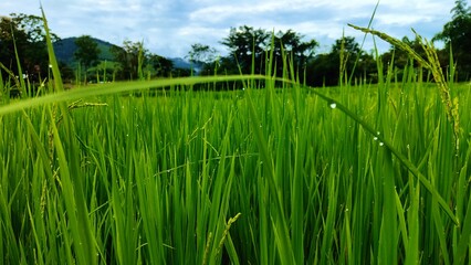 Milky rice in the rice terraces. Close up of young green rice grains with morning dew in a terraced paddy field, Fresh rice paddy in the morning with mountain background. Dewdrops cling to rice plants