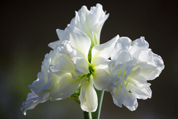 Beautiful White Amaryllis Blooms with Soft Petals and Gentle Light