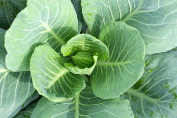Fresh Green Cabbage Leaves with Water Droplets in Natural Light