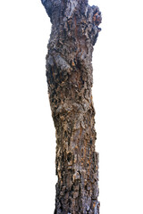 Fototapeta premium tree bark isolated on white background