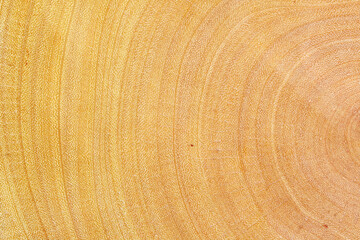 Naklejka premium Textured Close-Up of Natural Wood Grain with Yellow Tones