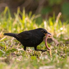 Blackbird foraging, holding worm in beak