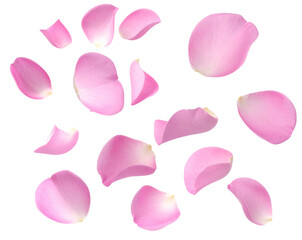  Falling Pink Rose Petals with Soft Motion Blur Isolated on Transparent Background PNG