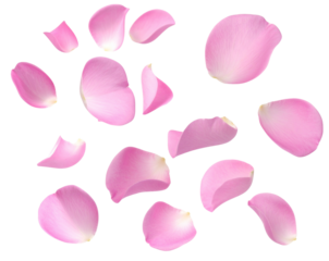  Falling Pink Rose Petals with Soft Motion Blur Isolated on Transparent Background PNG