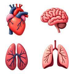 Colorful Illustrations of Human Organs Including Heart, Lungs, and Brain