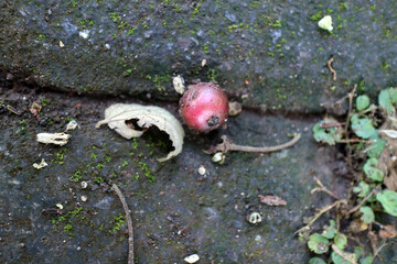 Red Fruit on Mossy Stone Surface