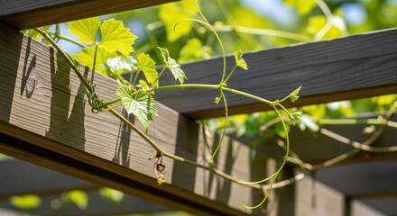 Sunlight filters through a pergola, illuminating young grapevines