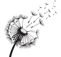Obraz premium Black and White Dandelion with Seeds, Ephemeral Nature Illustration