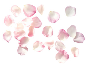  Elegant Pink and White Rose Petals Scattered on Surface Isolated on Transparent Background PNG