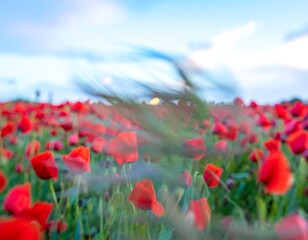 Red poppy field, soft focus, windblown grasses