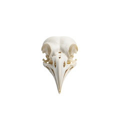 Naklejka premium Avian Skull Isolated on White: Detailed Anatomical Study of a Bird's Cranial Structure, Highlighting Nature's Delicate Design
