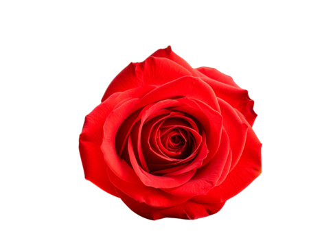 Romantic Pink Rose with Floating Hearts Isolated on Transparent Background PNG