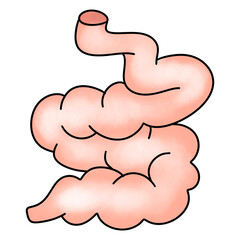 Human smell Intestines  Anatomy 