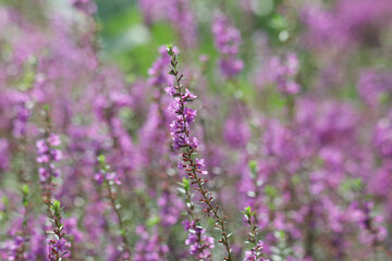 風に揺れるミソハギ
