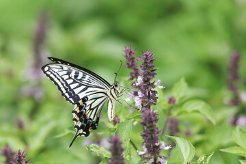 トゥルシーにとまるアゲハ蝶