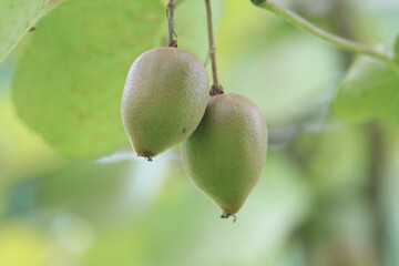 	風に揺れるキウイ