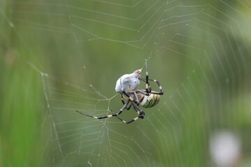 蜘蛛の巣にかかった蛾を糸で巻き付けるジョロウグモ