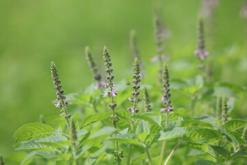 風に揺れるトゥルシー © yamasan