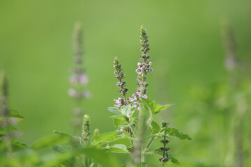 風に揺れるトゥルシー