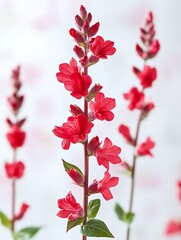 Beautiful red salvia flowers blooming in a white studio background.
