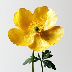 A yellow buttercup flower with leaves on white background