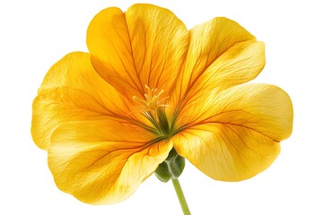 Close up of a yellow nasturtium flower, beautiful petals in full bloom.
