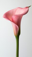 Pink calla lily flower with beautiful shape and strong stems on a white background.
