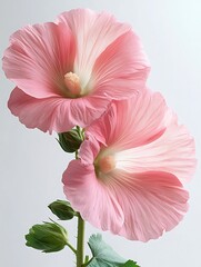 The pale pink Hollyhock flowers bloom beautifully, their petals gently opening.
