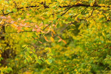 Close-up of autumn tree branch with orange, yellow, and green leaves, showcasing the beauty of seasonal change in nature.