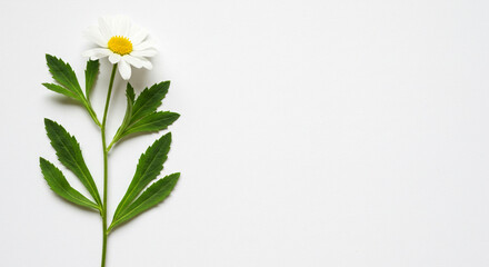 Single daisy flower with green stem and leaves against a white background