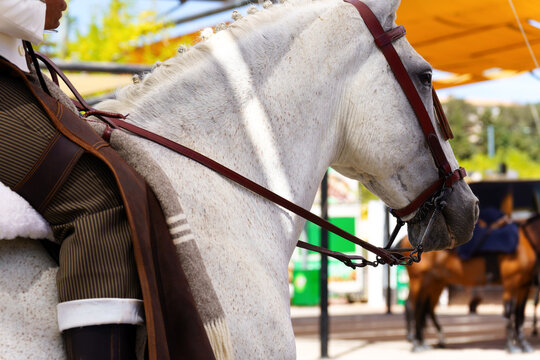 Close-up of horse and rider in traditional andalusian attire, showcasing equestrian heritage and horsemanship in ronda,malaga,spain