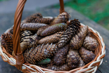 Fir cones in a wicker basket in a summer park against the background of green grass.
