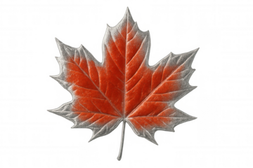 Studio shot featuring a vibrant red maple leaf adorned with striking silver edges, isolated against a transparent background for clarity
