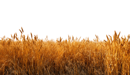 Golden wheat field stretches across the image,  a flat horizon against a black background