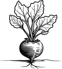 Beetroot plant with round root and leafy tops, bold line art style on white