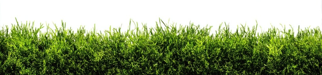 Obraz premium Lush green grass on white background, perfect for adding a touch of nature