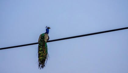 Peacock perched on a power line against a pale sky
