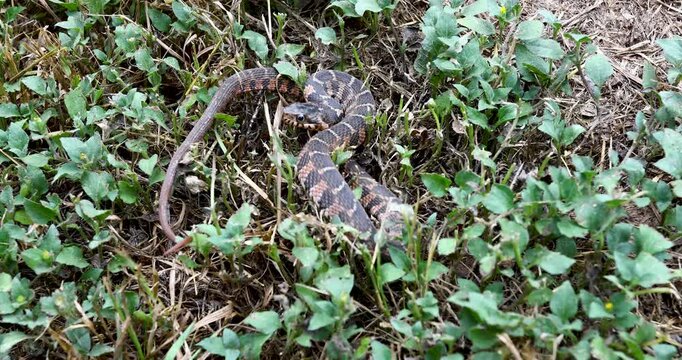 Static video of a juvenile plain-bellied water snake Nerodia erythrogaster