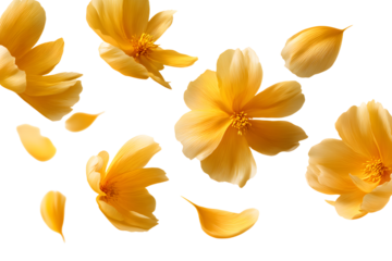 Springtime yellow petal flowers levitate in air, beatiful floral flying isolatd on transparent backgroun