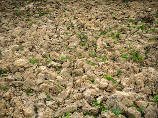 A patch of dry cracked earth with a few green weeds starting to grow a symbol of drought resilience and the power of nature