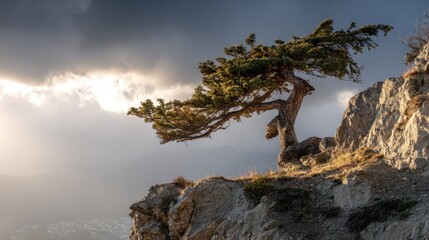 Windswept pine on a clifftop