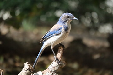 Steller's jay standing on a branch under the sun